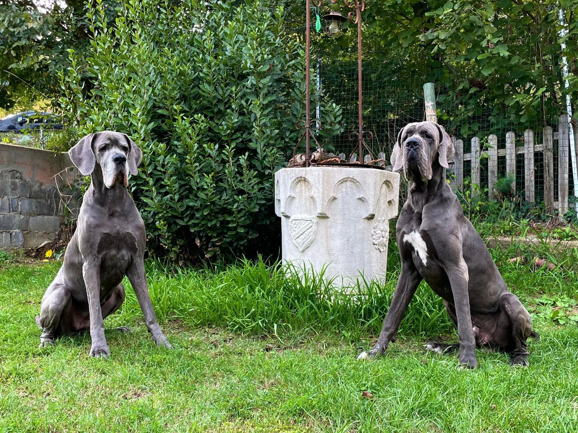 Bnb Dog And Friend Rocchetta Tanaro Zewnętrze zdjęcie